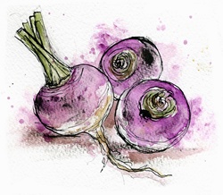 Close up of three turnips
