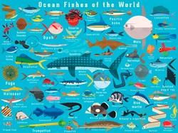 Illustration of lots of ocean fish from around the world