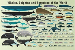 Whales, dolphins and porpoises of world