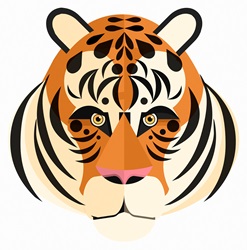 Close up of tiger's face looking at camera