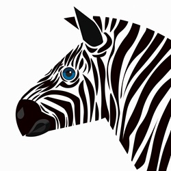 Close up of zebra looking at camera