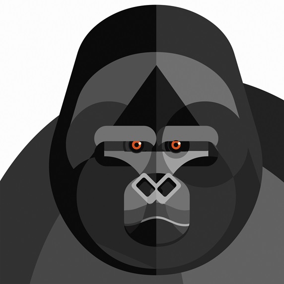 Close up of gorilla's face looking at camera