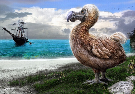 Dodo bird on beach watching sailing ship arrive