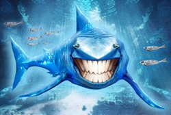 Shark swimming with toothy smile looking at camera