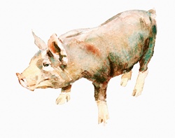 Watercolor painting of pig