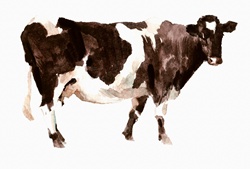 Watercolor painting of Shetland cow