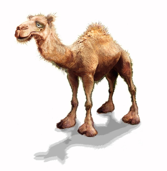Camel on white background