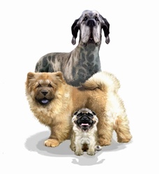 Three different dog breeds looking at camera