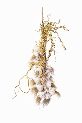 Watercolor painting of garlic bulbs hanging in braid