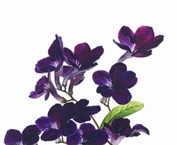 Flower stems of purple Streptocarpus (Cape Primrose)
