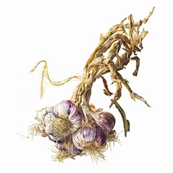 Bunch of garlic bulbs tied with string