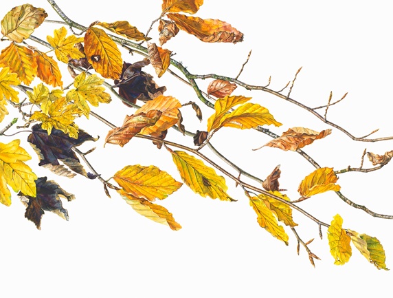 Close up watercolor painting of autumn leaves on twigs
