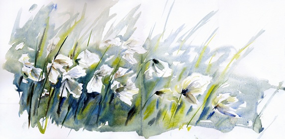 Cotton grass blowing in wind