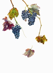 Ripe black grapes hanging on vine in autumn