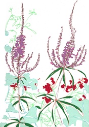 View of purple flowers