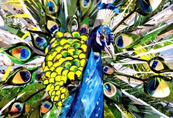 Portrait of colorful peacock