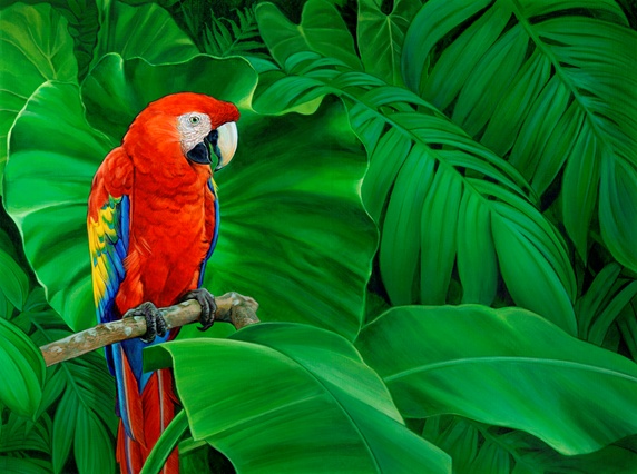 Scarlet macaw parrot perched on branch in lush leaves