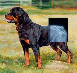 Rottweiler dog with x-ray over hips of hind legs