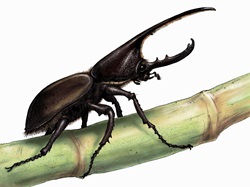 Illustration of rhinoceros beetle