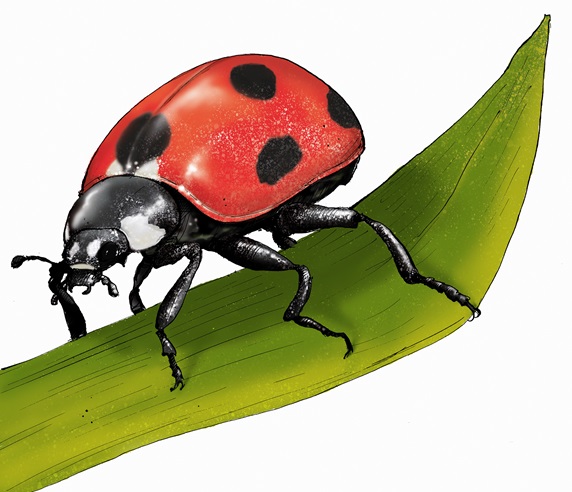 Illustration of ladybird