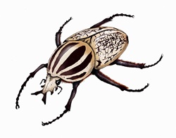 Illustration of goliath beetle