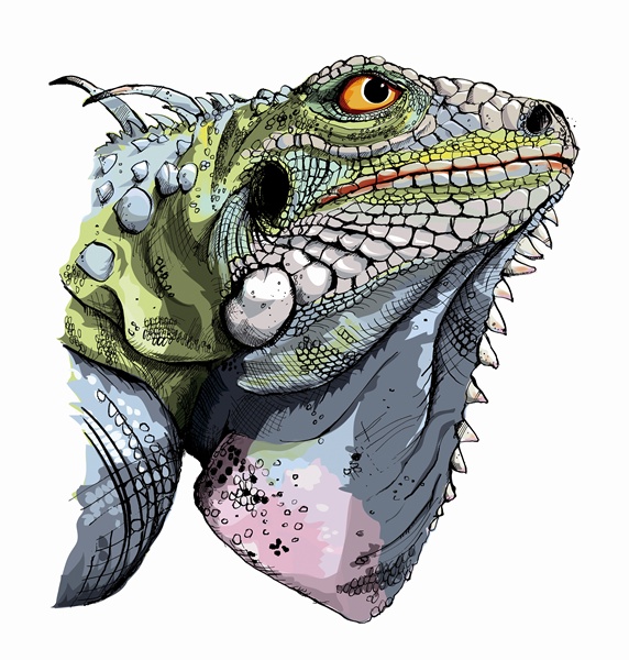 Head of iguana