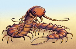 Illustration of Chinese red-headed centipede