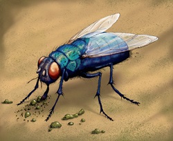 Illustration of bluebottle fly eating