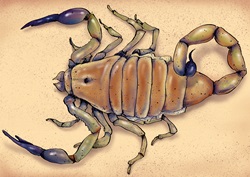 Illustration of deathstalker scorpion