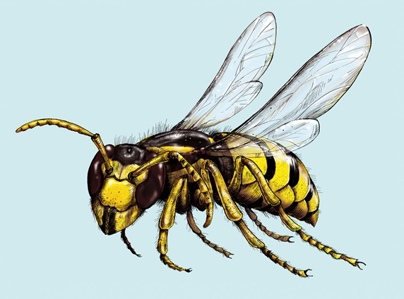 Illustration of wasp in flight
