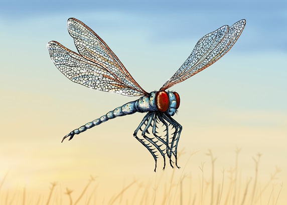 Illustration of extinct meganeura insect