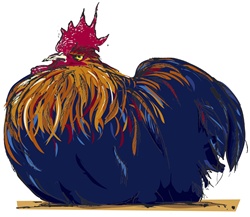 Blue rooster sitting
