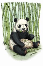 Giant panda sitting eating bamboo