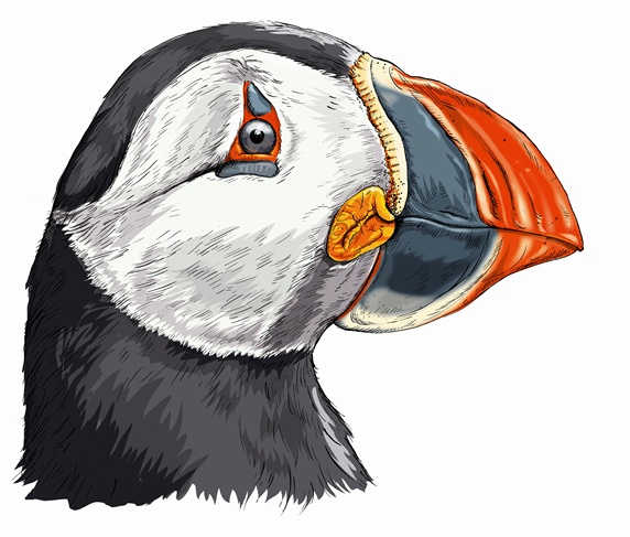 Close up head and shoulders of Atlantic puffin