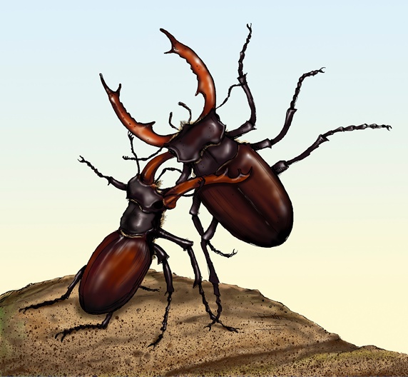 Two fighting stag beetles