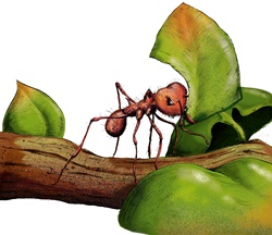 Close up of leafcutter ant on twig with leaf