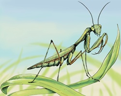 Close up of praying mantis on blade of grass