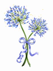 Two agapanthus stems tied with ribbon