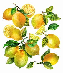 Fresh lemons with leaves and stalks