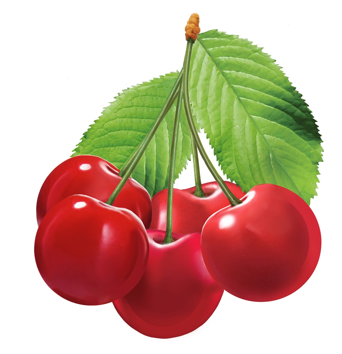 Bunch of cherries Stock Images