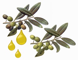 Olives on branch with drops of olive oil