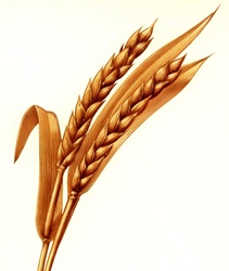 Golden wheat ears