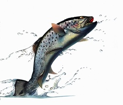 Salmon leaping out of water