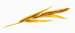 Single ear of wheat