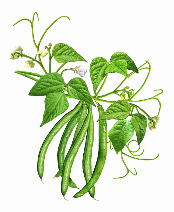 Green beans on a stem