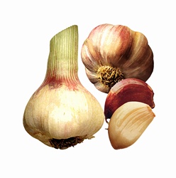 Garlic cloves and bulbs