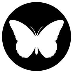 Butterfly in black circle on white background