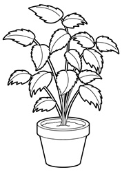 Plant in flower pot