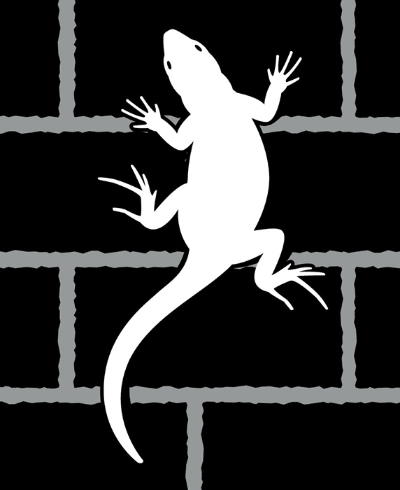 Lizard crawling on brick wall