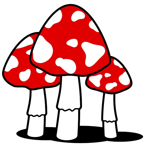 Three Amanita mushrooms
